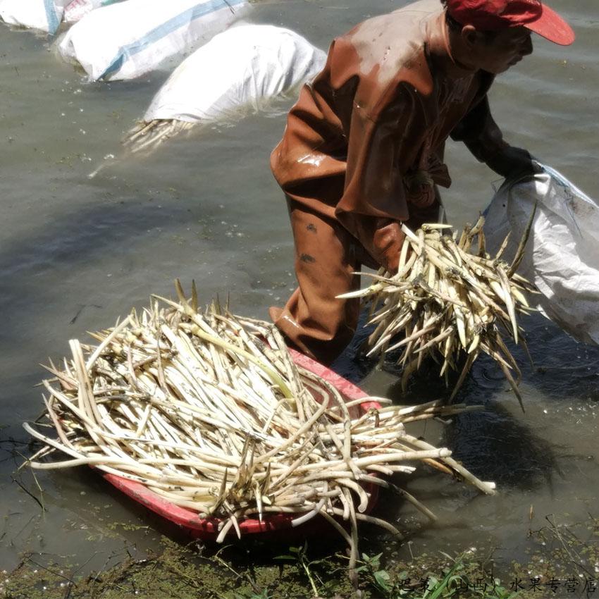仓梵早上采摘下午发货湖北小莲藕带新鲜现采现发藕带藕稍子藕尖3斤