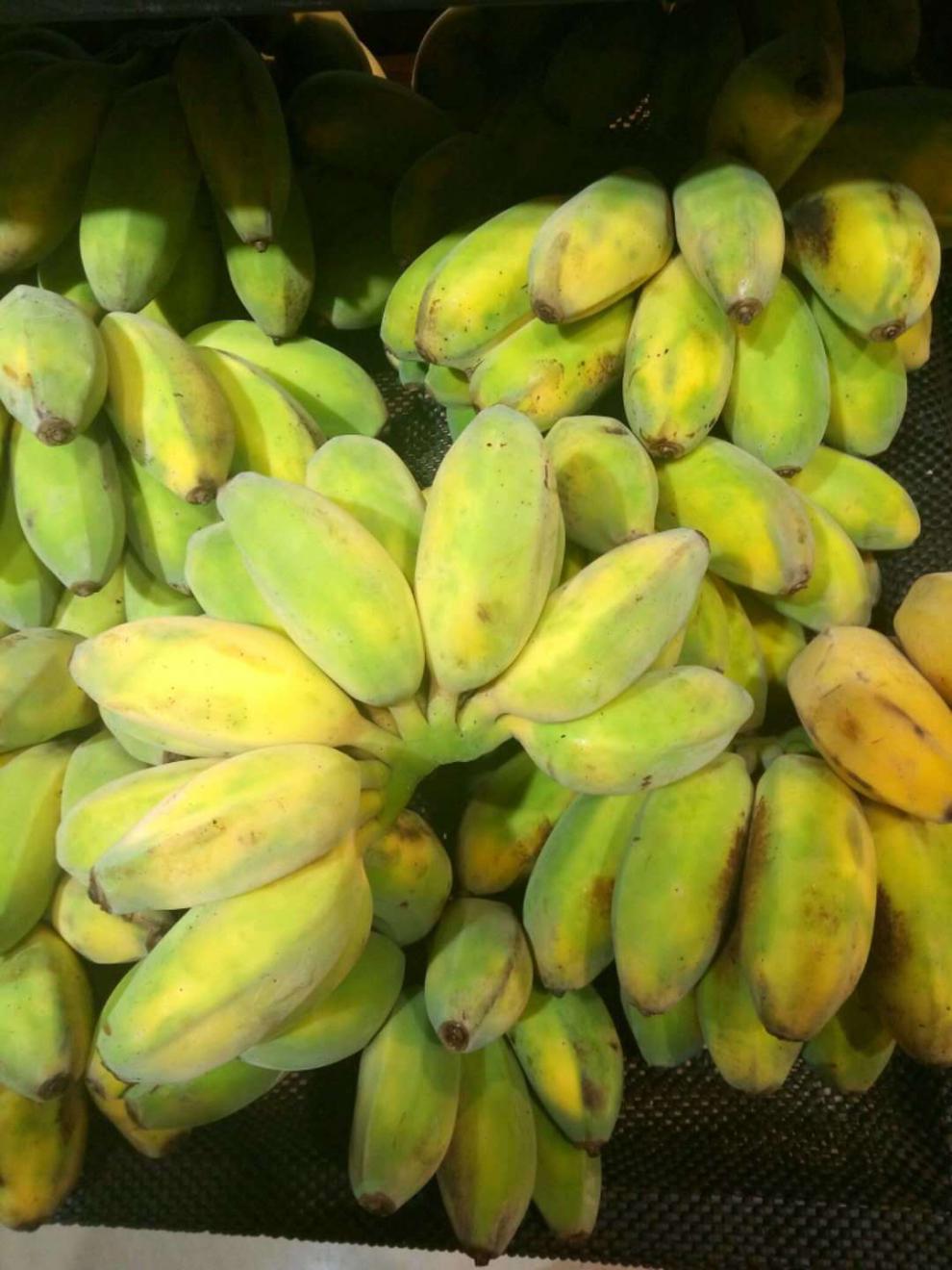 春光岛广西粉蕉蕉西贡蕉现摘新鲜青蕉发货坏包赔苹果蕉9斤