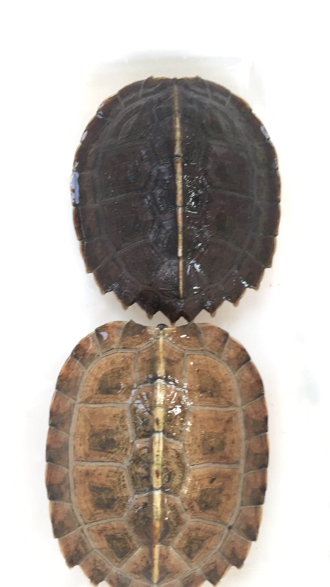 亚洲巨型龟亚巨乌龟观赏种龟苗草龟大型素食吃蔬菜水果半水龟宠物 5-6