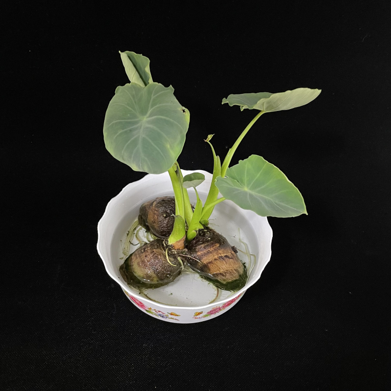 水培芋头绿植盆栽水养玻璃瓶芋艿观察植物生长日记幼儿园文创植物已