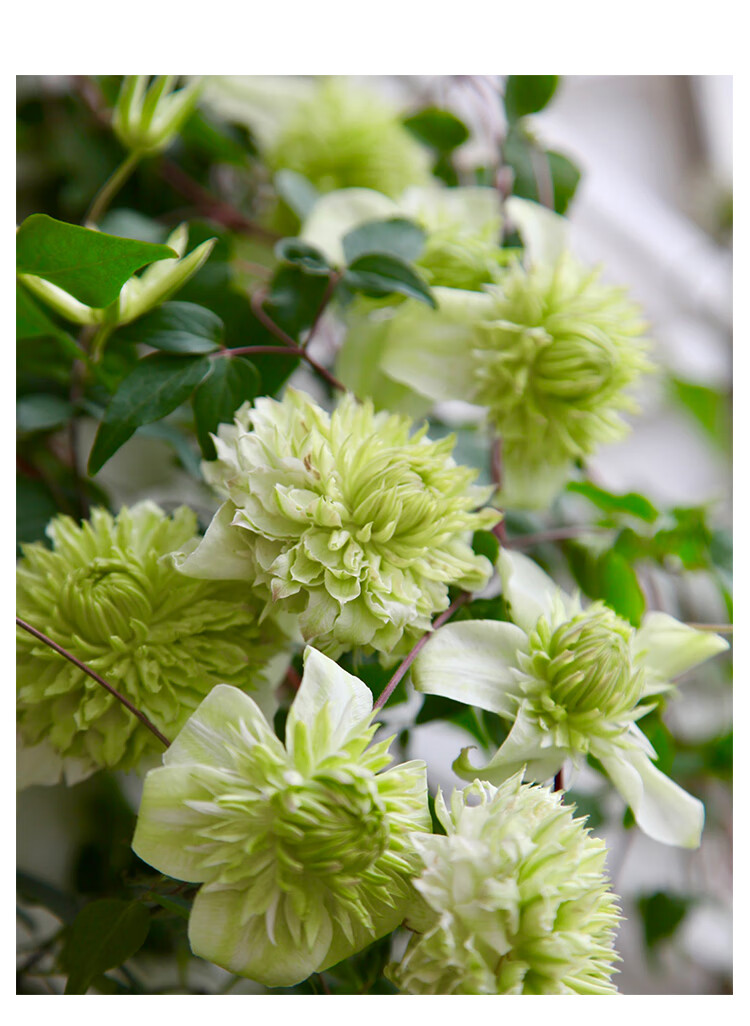 铁线莲p9盆栽爬藤植物花苗阳台庭院花卉银币蓝光乌托邦单盆九重p9盆栽