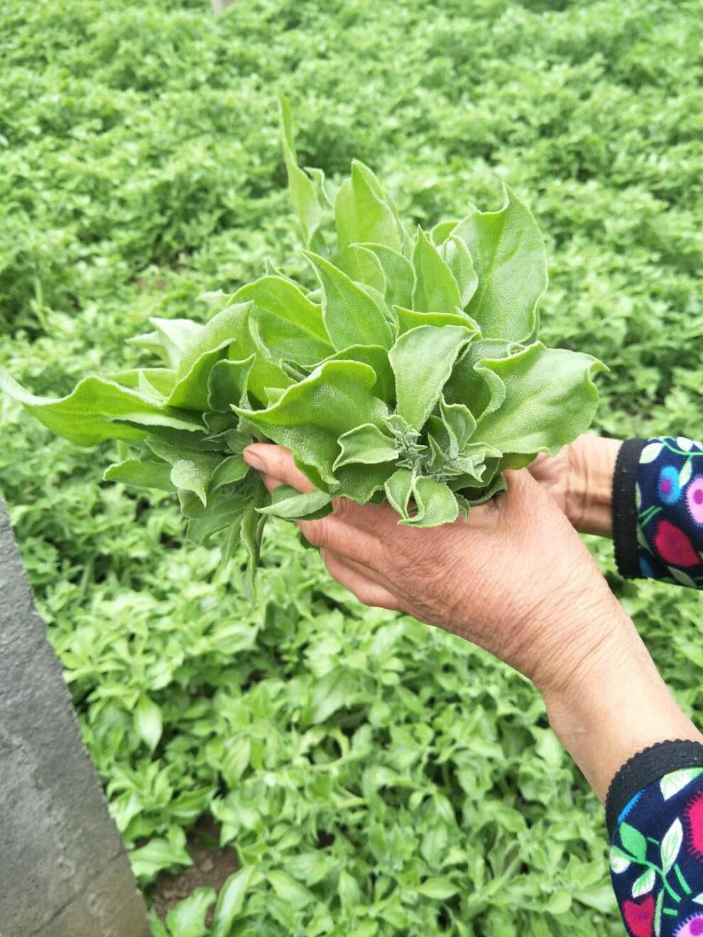 新鲜非洲冰草冰菜冰叶沙拉菜叶菜 四斤冰草(酱)【图片 价格 品牌 报价