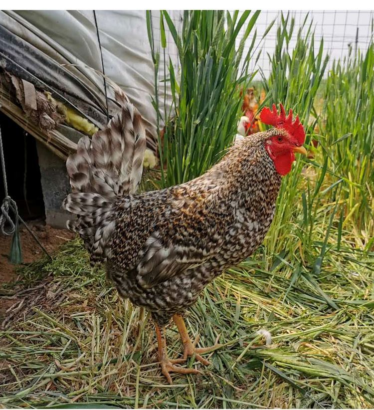 芦花鸡半大脱温鸡纯种下蛋鸡小鸡仔散养走地鸡五黑鸡贵妃鸡土鸡 半斤