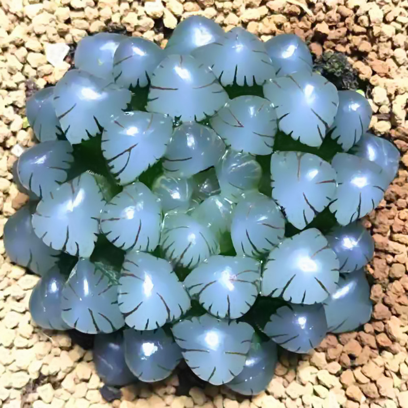 水晶玉露多肉植物十二卷类仙人球室内绿植盆栽萌肉t05姬玉露45cm原盆