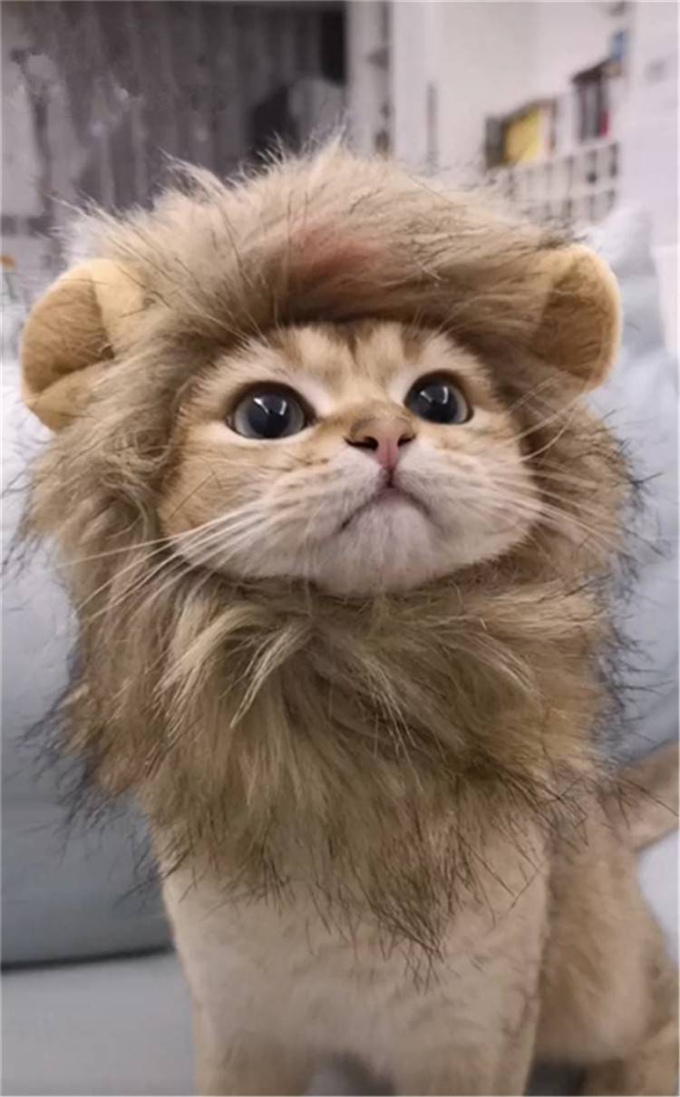 猫咪狮子头套宠物狮子头套兔子耳朵小型犬狗狗帽子猫咪可爱搞怪配饰