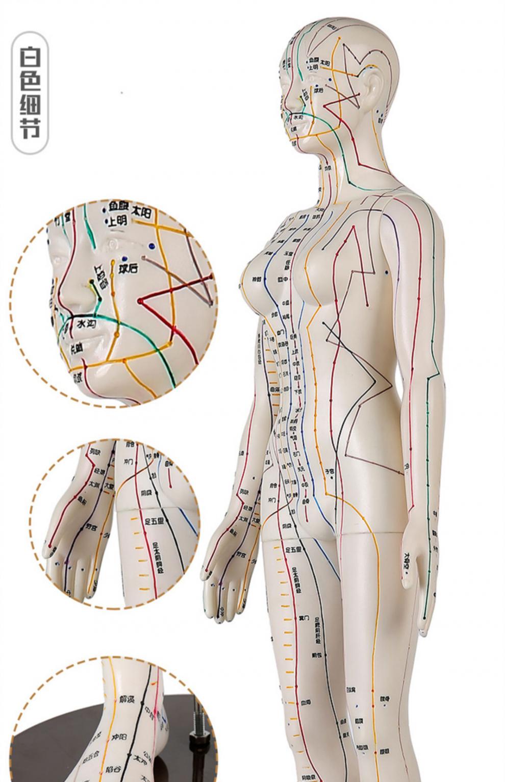 i可拆卸中医全身针灸铜人体穴位经络模型人可扎针穴位图高清工具 彩色
