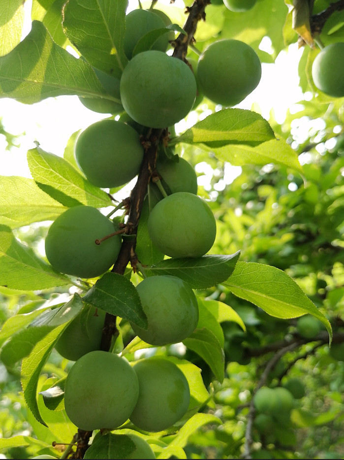 云南现货三月李新鲜水果5斤孕妇水果当季酸脆李子青三华李 精选装4000