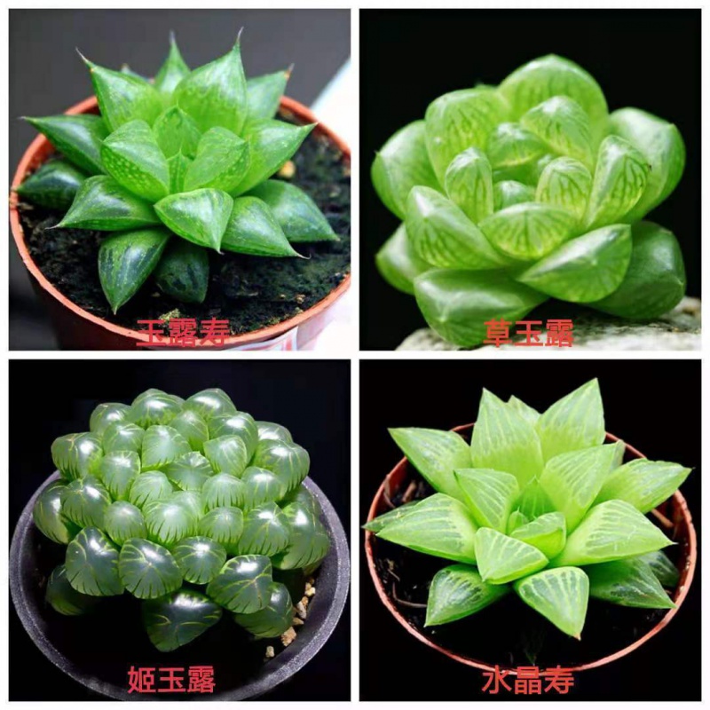 【京选】多肉玉露多肉植物玉露十二卷花卉盆栽黄金玉露冰灯冰川室内