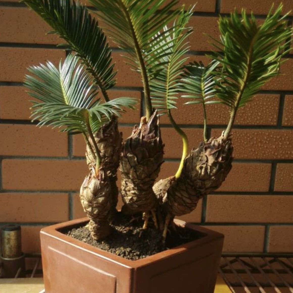 白鳞铁树苏铁精品小品花卉盆栽桌上高档盆景名贵稀有植物好成活白磷