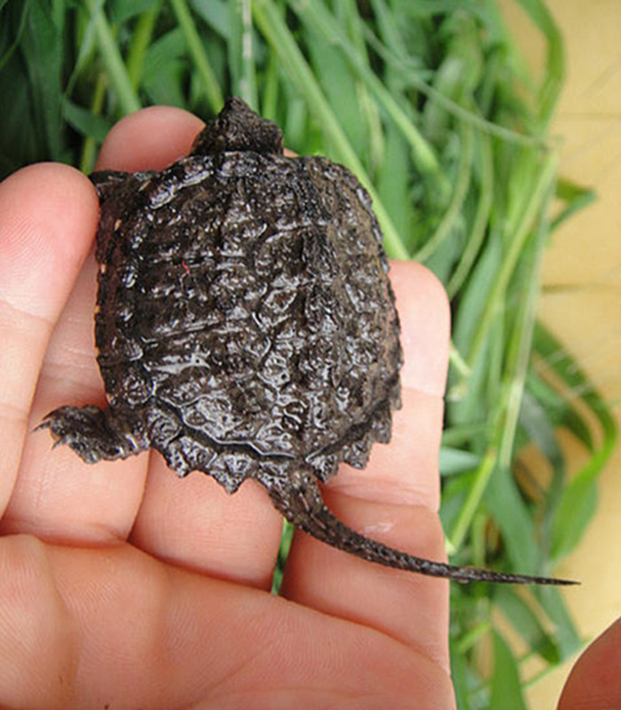 正宗纯佛杂佛小鳄龟苗活体龟宠物鳄龟宠物龟乌龟小龟