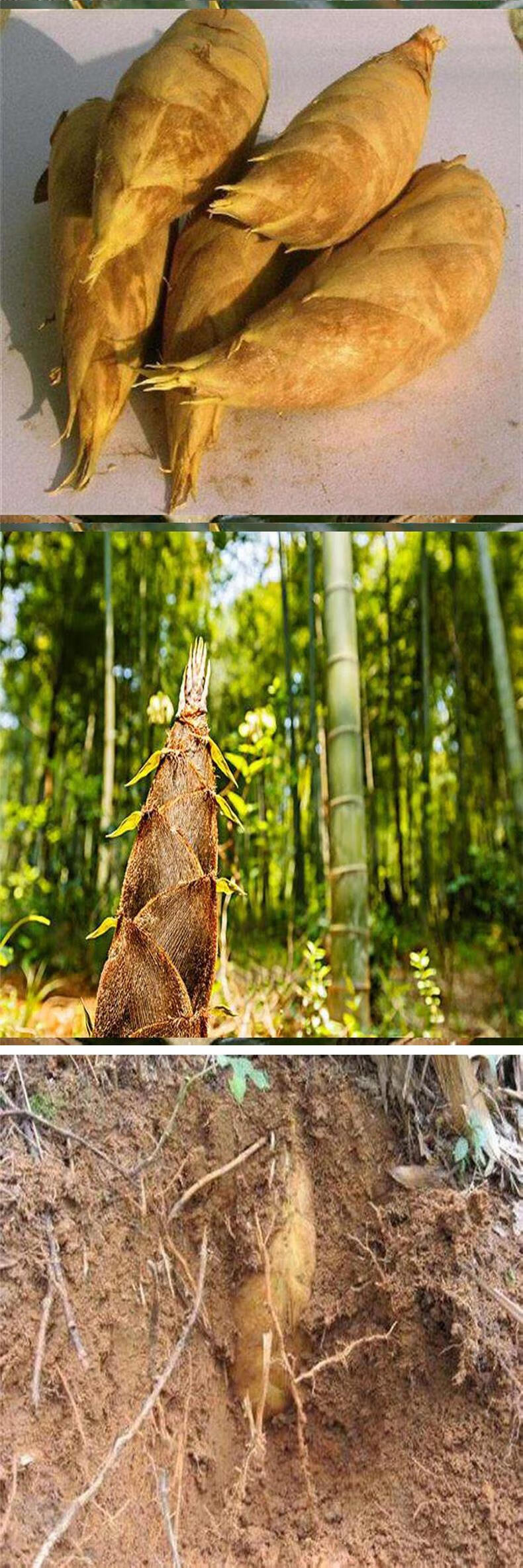 冬笋 思茅甜笋 云南特产新鲜竹笋嫩笋野生食用农产品当季蔬菜生吃