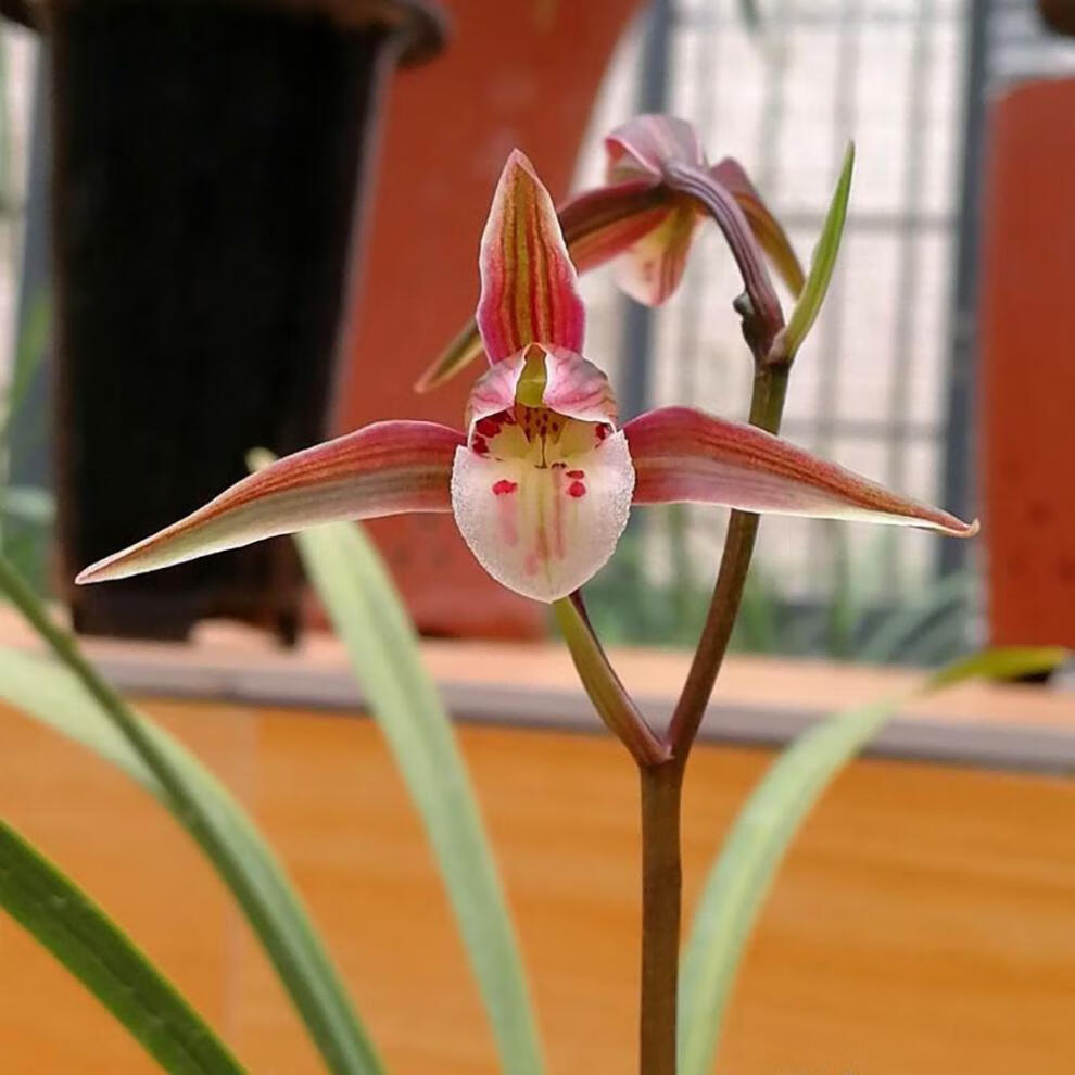 浓香细叶寒兰熟草兰花苗冬天开花室内阳台客厅寒兰红水仙3苗连体不含