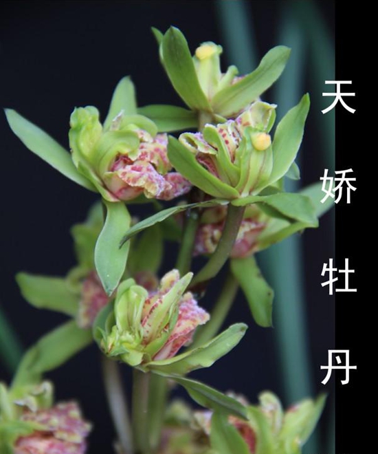 兰花苗客厅花卉阳台盆栽浓香老种兰花 蕙兰【天娇牡丹】 老种110一苗