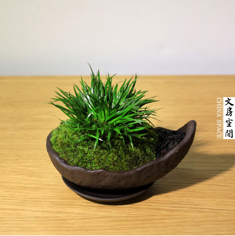 金钱菖蒲虎须菖蒲日本黄金姬贵船苔微型盆景盆栽菖蒲盆景文竹茶桌