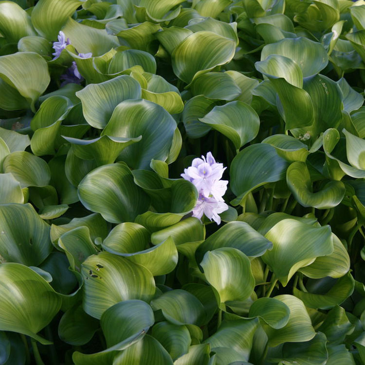 苏炫 水生植物水草种子苗养殖浮萍水培金鱼虾草污水水质 水葫芦苗1颗