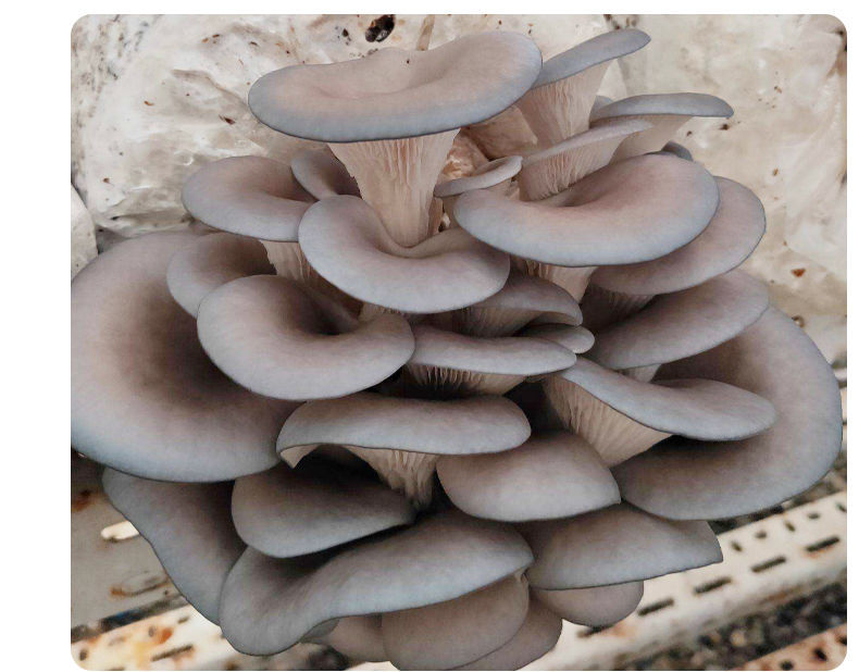 食用菌棒蘑菇种植包食用菌菌种 【菌包】简单易种 营养丰富 送喷壶