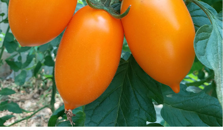 东北农家小黄柿子西红柿串黄圣女果黄罗曼农家自种新鲜蔬菜2斤