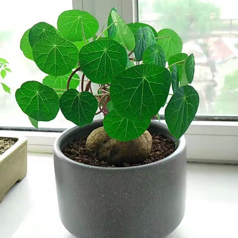 室内客厅阳台庭院爬藤植物多肉水培绿植盆栽红藤好养易活 山乌龟5-6cm