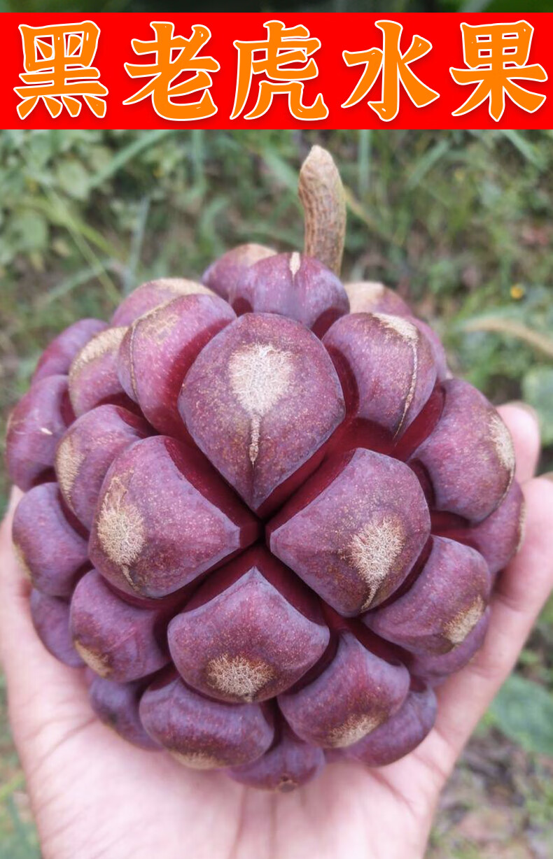 黑老虎水果新鲜布福娜野生大血藤果恶魔果实稀有古怪罕见当季水果 5斤