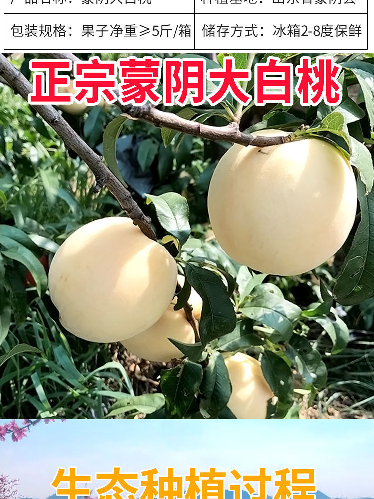 山东奶油大白桃新鲜桃子脆甜当季现货白玉桃孕妇水果蜜桃毛桃批 净重3
