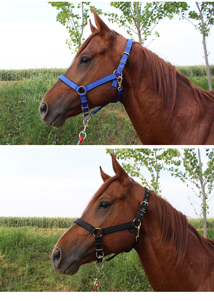 马笼头马具全线板笼套马术用品大小矮马龙头红中号肩高1113米