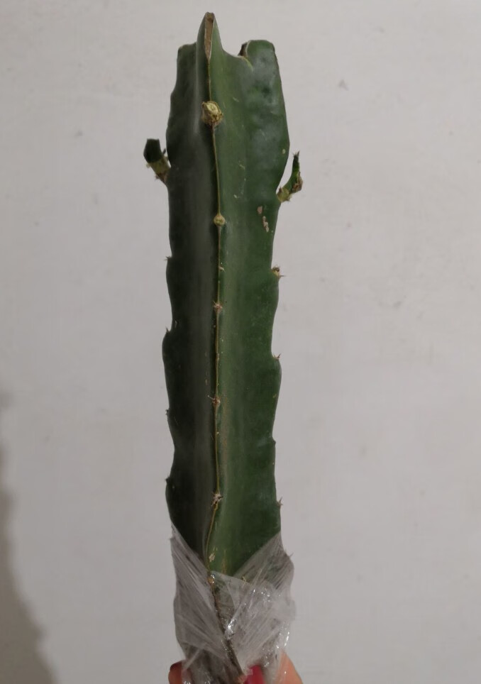 三角柱箭多肉植物可以做嫁接蟹爪兰砧木苗直根好肉厚 30厘米高度【买2