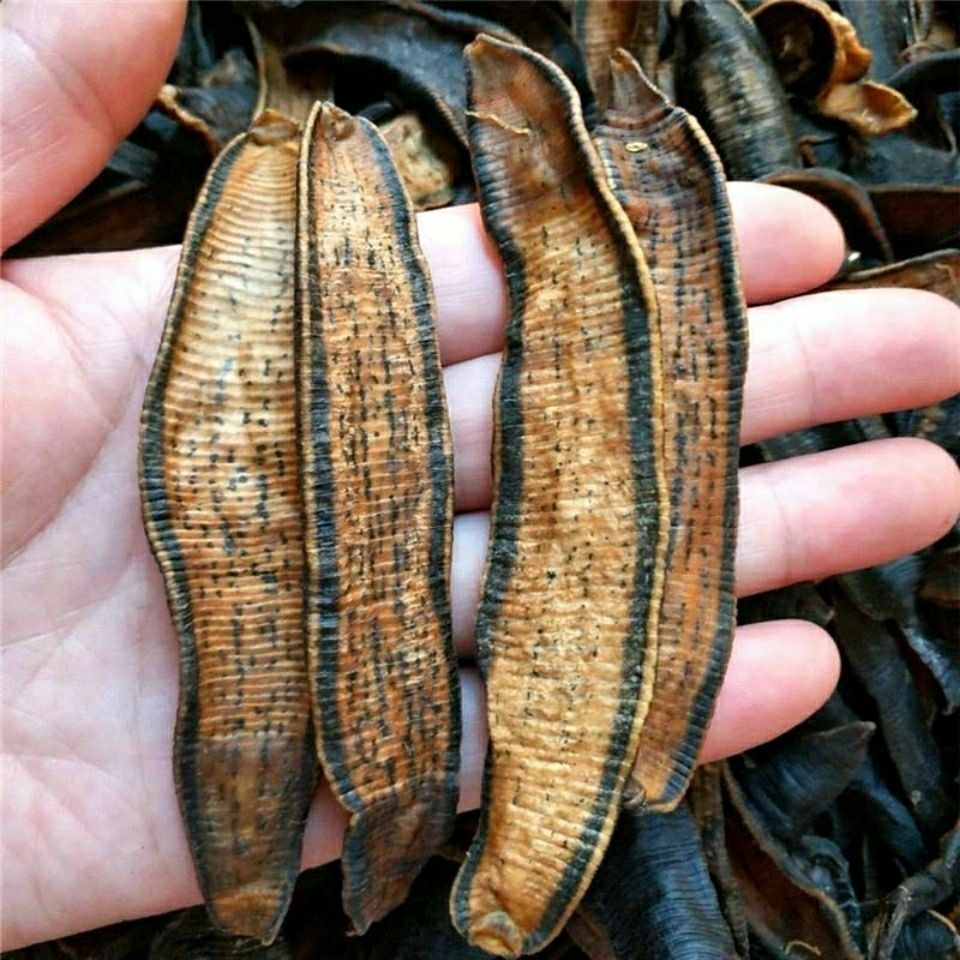 北京同仁堂原料药材金边水蛭蚂蝗干货清水吊干水蛭 干货20克50克100