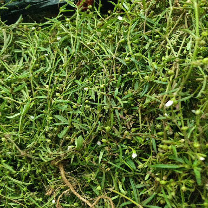 北京仁同堂原料整株白花蛇舌草500克新货野生新鲜白花蛇舌草百花蛇舌