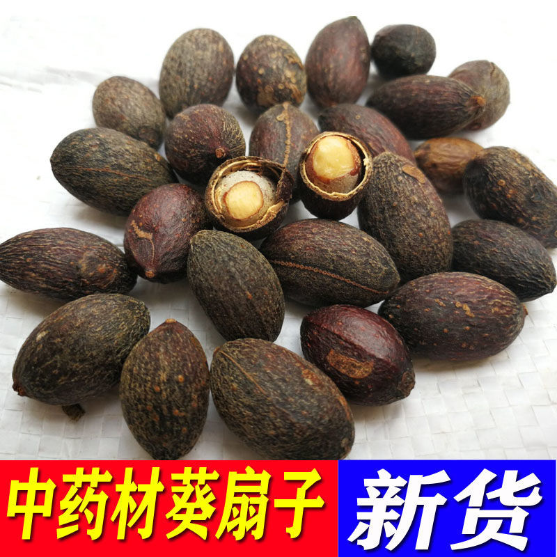 中药材葵树子葵树籽 葵扇子 葵扇籽 蒲葵子蒲扇种子扇叶葵子 1000克