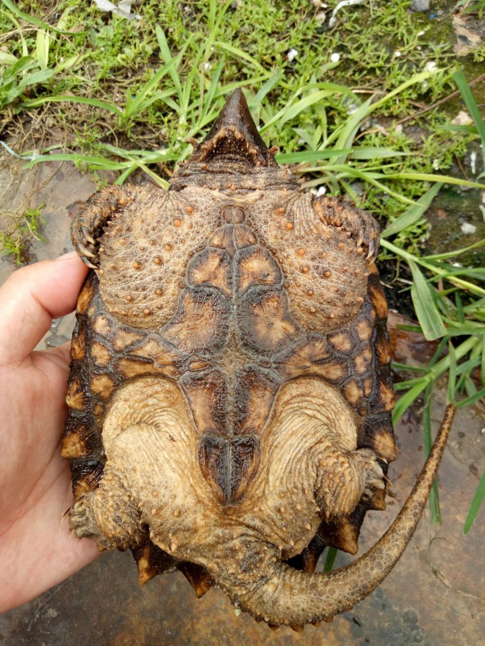 钓鱼龟观赏龟宠物龟佛鳄暴刺大小杂严格全品大鳄龟67厘米免费龟粮镊子