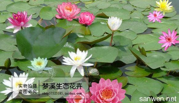 泰西丝水生植物挺水宿根花卉庭院别墅池塘景观 湿地绿化 芦苇 不含盆