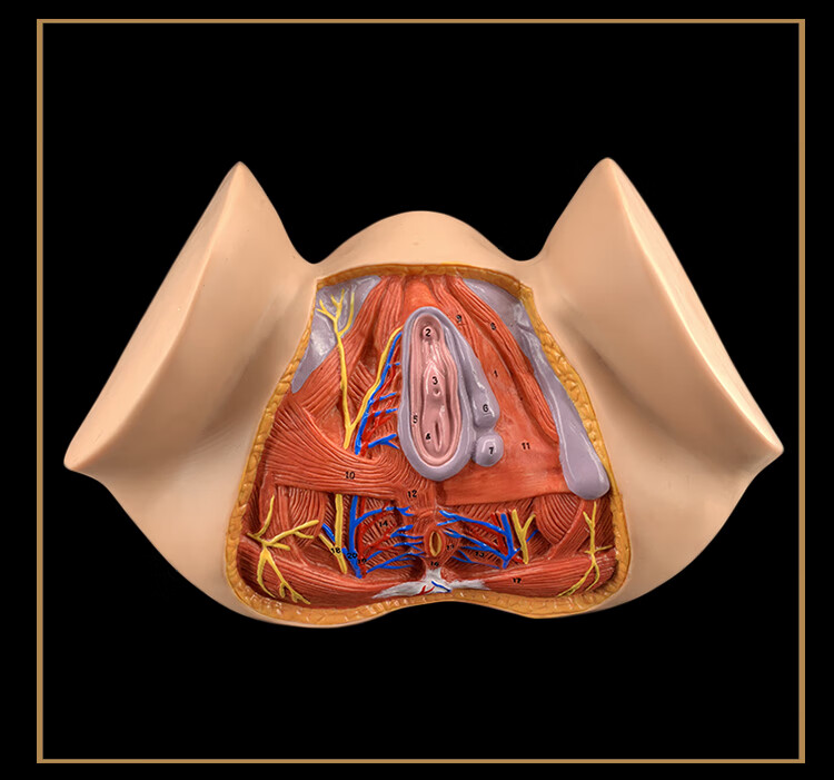 会阴解剖模型 妇科解剖模型 女性生殖器官解剖模型 女性会阴解剖模型