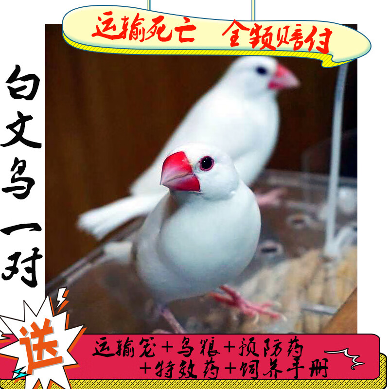 白珍珠鸟活体白文鸟灰文鸟灰珍珠送粮观赏宠物鸟活物手养珍珠一对一只