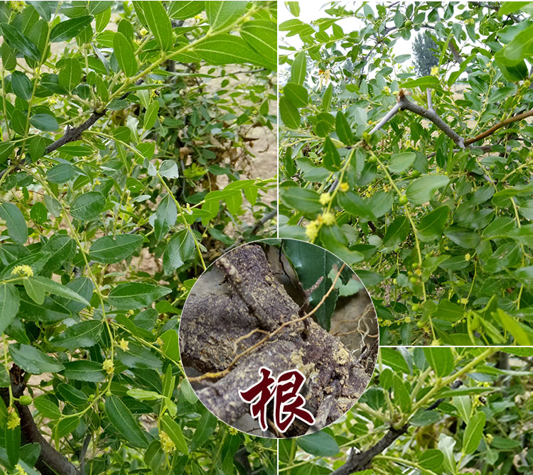 新货中药材枣根 新鲜红枣树根 枣树根 大枣树老根1斤【图片 价格 品牌