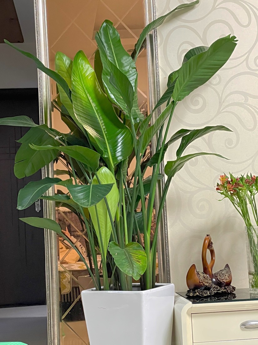 网红天堂鸟鹤望兰尼古拉大型花卉绿植盆栽客厅净化空气广州基地发 1.