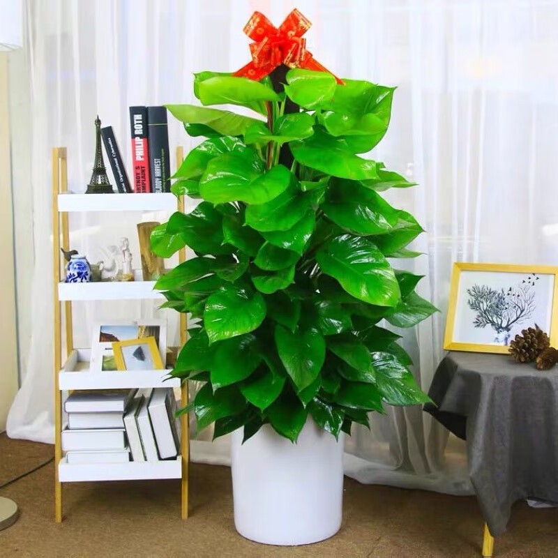 【官方旗舰】大叶绿萝柱子室内大型盆栽客厅绿萝办公室绿植花卉 1.