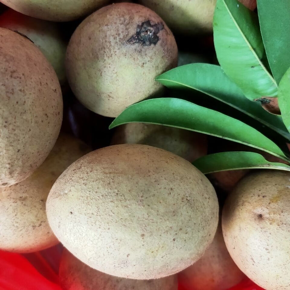 海南人心果养生圣果新鲜果园现摘非常甜热带水果稀奇稀有水果2斤装