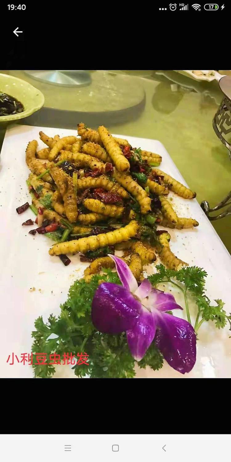 豆虫豆丹豆虫豆虫即食豆虫蛹豆虫活体活豆虫速冻山东豆虫二斤保温箱装