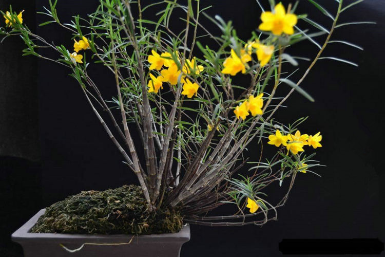 姬竹叶石斛 四川特产石斛 像竹子一样优雅黄色花非常好养兰花盆景