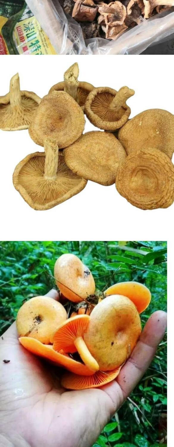 神龙架干松树菌寒菌松菇松乳菇黄枞菌干枞菌谷熟菌野生菌鲜货 500克