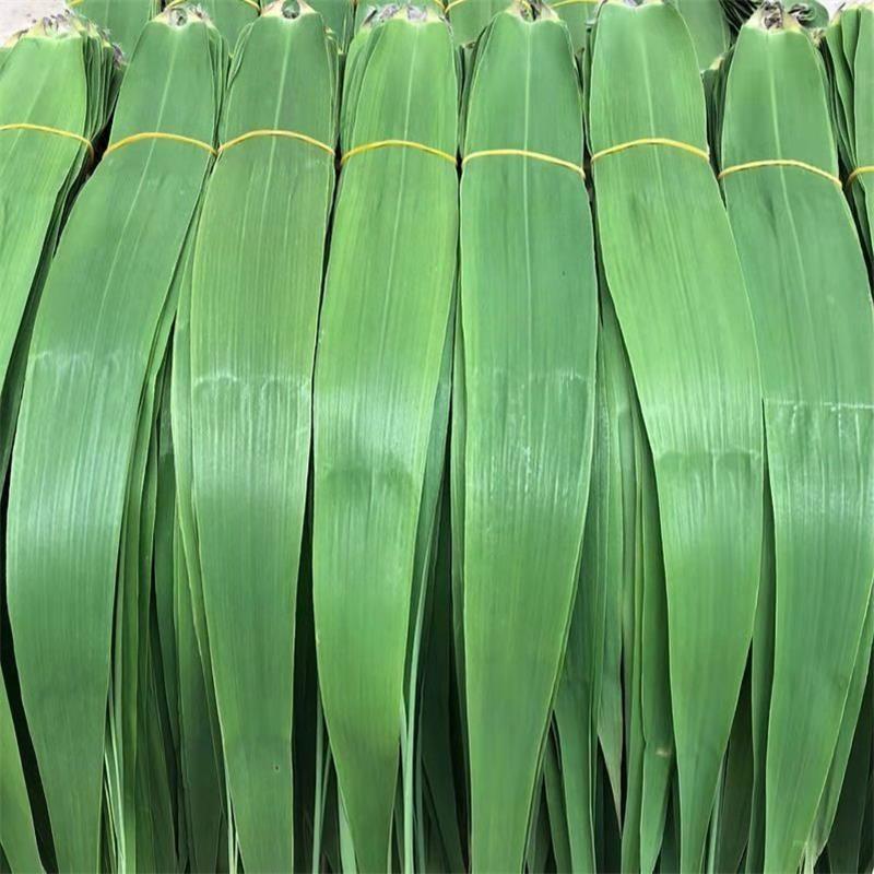 新鲜现摘粽叶芦苇叶包粽子的叶子箬叶宽大号粽叶竹叶粽子叶皮批发100