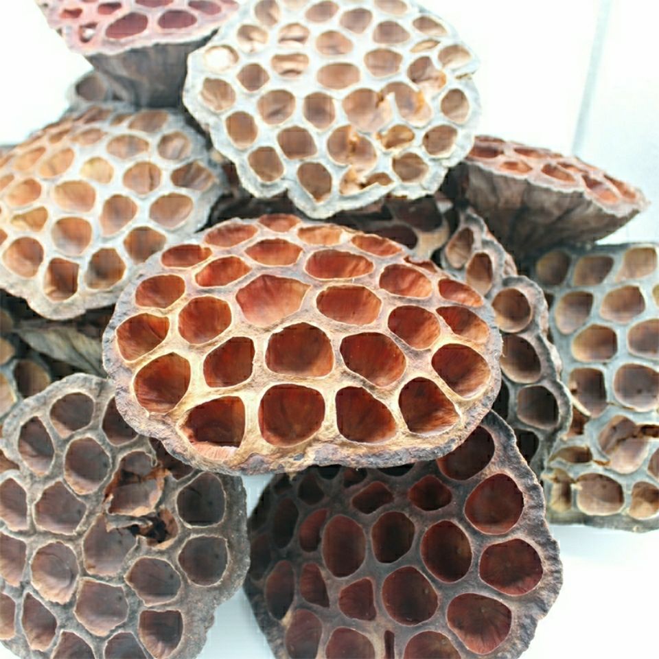 60啡晨中药材干莲房莲蓬去自然风干无任何加工莲蓬壳100克sn7319