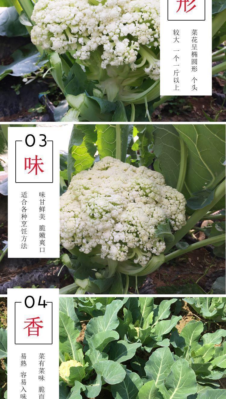 松花菜花椰菜青梗白面散花菜白花菜西兰花产地直销富硒老品种团花菜3