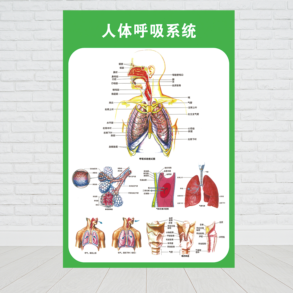 人体九大系统四大组织图片