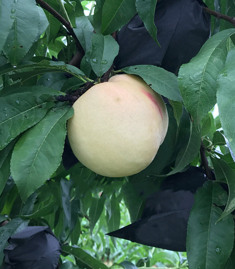 白桃树苗新品种白如玉桃树苗白如雪桃树苗南方北方种植当年结果2年苗