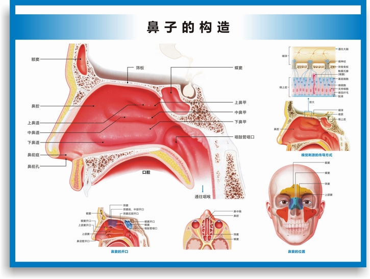 醫院科室掛圖耳鼻喉構造圖耳鼻喉解剖圖耳鼻喉結構圖耳鼻喉科掛圖醫院