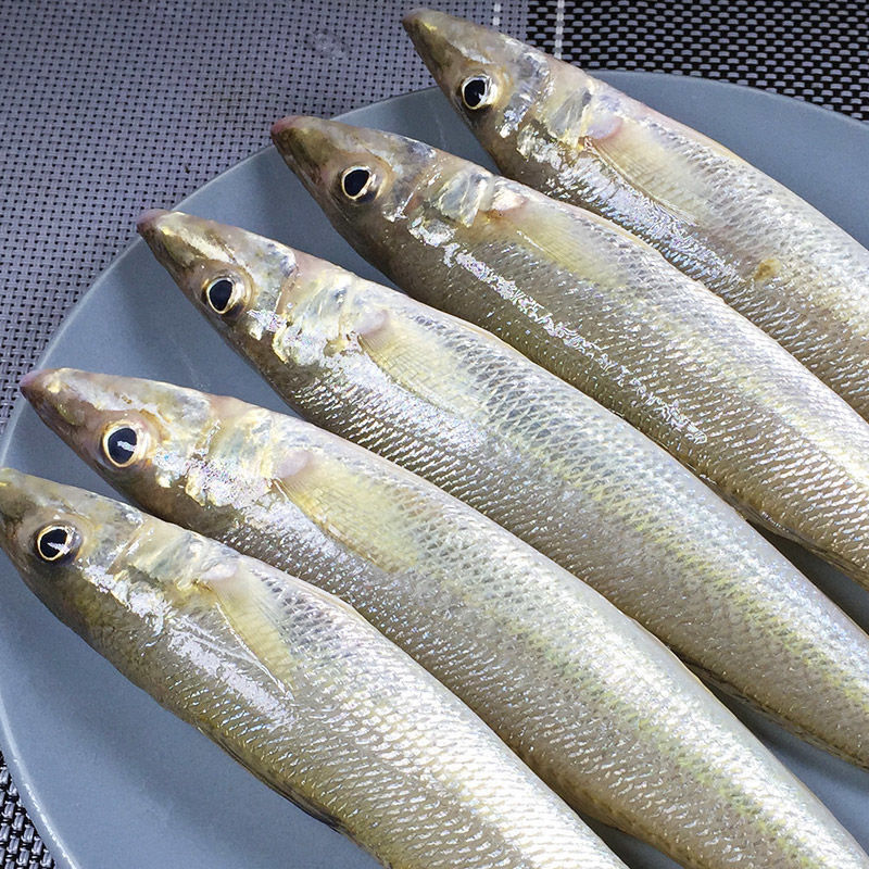 國產沙丁魚批發海鮮金色小沙丁冷凍沙尖魚沙鑽魚沙梭魚無冰衣中大三斤