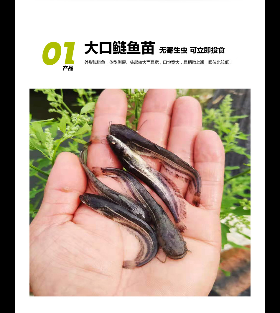 大口鲶鱼苗捕食性肉食鱼类杂鱼克星淡水活体养殖原生鱼小鱼苗半月大口