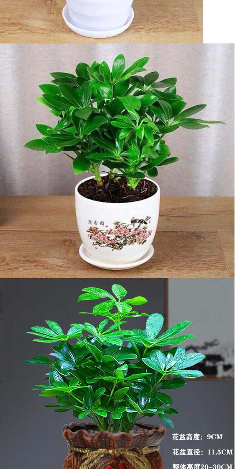 叶莲室内桌面阳台绿植物四季常青花卉八方来财大红财陶瓷盆套餐不含盆