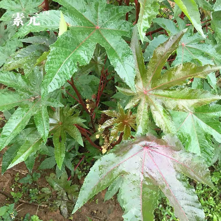 91潤曦堂90新鮮蓖麻葉新鮮紅蓖麻桿草麻蓖麻子葉蓖麻葉 500克